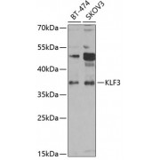 Western blot analysis of extracts of various cell lines, using KLF3 antibody (abx005429) at 1/1000 dilution.