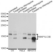 Western blot analysis of extracts of various cell lines, using MAP1LC3B antibody (abx005432) at 1/1000 dilution.