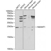 Western blot analysis of extracts of various cell lines, using N6AMT1 antibody (abx005435) at 1/1000 dilution.