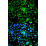Immunofluorescence analysis of A549 cells using NAP1L3 antibody (abx005436). Blue: DAPI for nuclear staining.