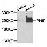 Western blot analysis of extracts of various cell lines, using PHIP antibody (abx005440) at 1/1000 dilution.