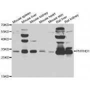 Western blot analysis of extracts of various cell lines, using PHYHD1 antibody (abx005441) at 1/1000 dilution.