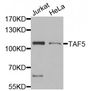 Western blot analysis of extracts of various cell lines, using TAF5 antibody (abx005451) at 1/1000 dilution.