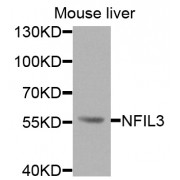 Western blot analysis of extracts of mouse liver, using NFIL3 antibody (abx005501) at 1/1000 dilution.