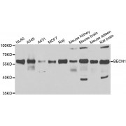 Western blot analysis of extracts of various cell lines, using BECN1 antibody (abx005526) at 1/1000 dilution.
