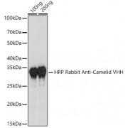 WB analysis of extracts of various cell lines, using Rabbit Anti-Camel IgG (H&L) Antibody (HRP) (1/1000 dilution).