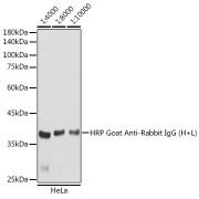 Western blot analysis of extracts of HeLa cells, using HRP Goat Anti-Rabbit IgG (H+L) antibody (1/4000 - 1/10000 dilution)