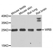 Western blot analysis of extracts of various cell lines, using WRB antibody (abx005632) at 1/1000 dilution.