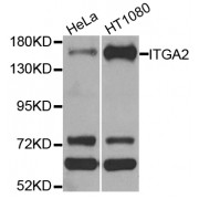 Western blot analysis of extracts of various cell lines, using ITGA2 antibody (abx005642) at 1/1000 dilution.