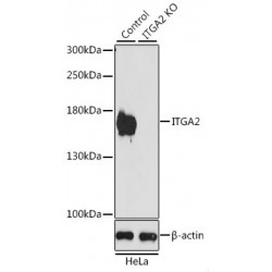 Integrin Alpha 2 (ITGA2) Antibody