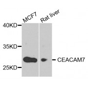 Western blot analysis of extracts of various cell lines, using CEACAM7 antibody (abx005686) at 1/1000 dilution.