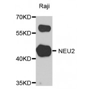 Western blot analysis of extracts of Raji cells, using NEU2 antibody (abx005702) at 1/1000 dilution.