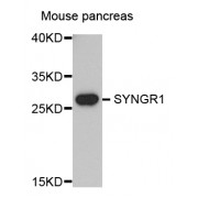 Western blot analysis of extracts of mouse pancreas, using SYNGR1 antibody (abx005721) at 1/1000 dilution.