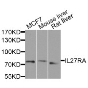 Western blot analysis of extracts of various cell lines, using IL27RA antibody (abx005722) at 1/1000 dilution.