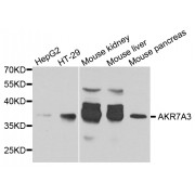 Western blot analysis of extracts of various cell lines, using AKR7A3 antibody (abx005728) at 1/1000 dilution.