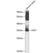 Western blot analysis of extracts of mouse testis, using PHF7 antibody (abx005742) at 1/1000 dilution.