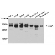 Western blot analysis of extracts of various cell lines, using ATAD3A antibody (abx005752) at 1/1000 dilution.