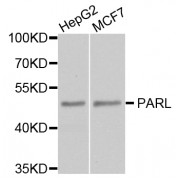 Western blot analysis of extracts of various cell lines, using PARL antibody (abx005754) at 1/1000 dilution.