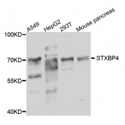 Western blot analysis of extracts of various cell lines, using STXBP4 antibody (abx005787) at 1/1000 dilution.