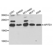 Western blot analysis of extracts of various cell lines, using APITD1 antibody (abx005791) at 1/1000 dilution.