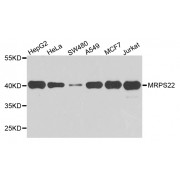 Western blot analysis of extracts of various cell lines, using MRPS22 antibody (abx005798) at 1/1000 dilution.