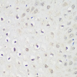 Karyopherin Alpha 3 (KPNA3) Antibody