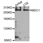 Western blot analysis of extracts of various cell lines, using MDC1 antibody (abx005807) at 1/1000 dilution.