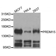 Western blot analysis of extracts of various cell lines, using PRDM15 antibody (abx005813) at 1/1000 dilution.