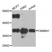 Western blot analysis of extracts of various cell lines, using TAMM41 antibody (abx005816) at 1/1000 dilution.