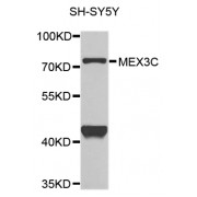Western blot analysis of extracts of SH-SY5Y cells, using MEX3C antibody (abx005820) at 1/1000 dilution.