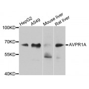 Western blot analysis of extracts of various cell lines, using AVPR1A antibody (abx005826) at 1/1000 dilution.