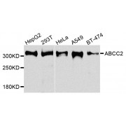 Western blot analysis of extracts of various cell lines, using ABCC2 antibody (abx005827) at 1/1000 dilution.
