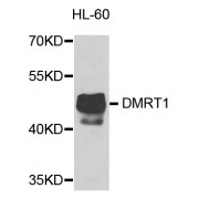Western blot analysis of extracts of HL-60 cells, using DMRT1 antibody (abx005829) at 1/1000 dilution.