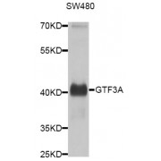 Western blot analysis of extracts of SW480 cells, using GTF3A antibody (abx005833) at 1/1000 dilution.
