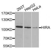 Western blot analysis of extracts of various cell lines, using HIRA antibody (abx005839) at 1/1000 dilution.