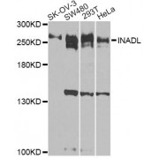 Western blot analysis of extracts of various cell lines, using INADL antibody (abx005845) at 1/1000 dilution.