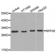 Western blot analysis of extracts of various cell lines, using RPP30 antibody (abx005846) at 1/1000 dilution.