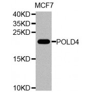 Western blot analysis of extracts of MCF-7 cells, using POLD4 antibody (abx005858) at 1/1000 dilution.