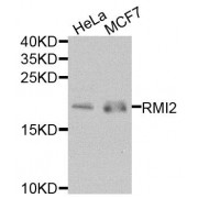 Western blot analysis of extracts of various cell lines, using RMI2 antibody (abx005864) at 1/1000 dilution.