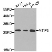 Western blot analysis of extracts of various cell lines, using MTIF3 antibody (abx005865) at 1/1000 dilution.
