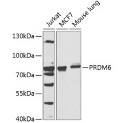 Western blot analysis of extracts of various cell lines, using PRDM6 antibody (abx005889) at 1/1000 dilution.