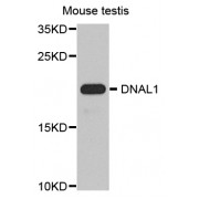Western blot analysis of extracts of mouse testis, using DNAL1 antibody (abx005903) at 1/1000 dilution.