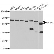 Western blot analysis of extracts of various cell lines, using NR1H4 antibody (abx005908) at 1/1000 dilution.