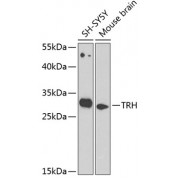 Western blot analysis of extracts of various cell lines, using TRH antibody (abx005909) at 1/1000 dilution.