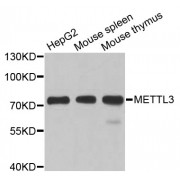 Western blot analysis of extracts of various cell lines, using METTL3 antibody (abx005917) at 1/1000 dilution.