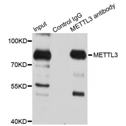 Methyltransferase Like Protein 3 (METTL3) Antibody
