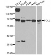 Western blot analysis of extracts of various cell lines, using POLL antibody (abx005922) at 1/1000 dilution.