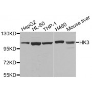 Western blot analysis of extracts of various cell lines, using HK3 antibody (abx005927) at 1/1000 dilution.