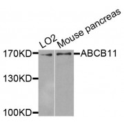 Western blot analysis of extracts of various cell lines, using ABCB11 antibody (abx005932) at 1/1000 dilution.