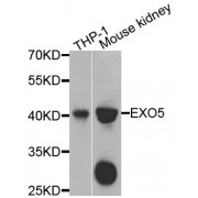 Western blot analysis of extracts of various cell lines, using EXO5 antibody (abx005938) at 1/1000 dilution.